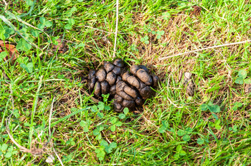 Dung eines Mufflons © kobra78