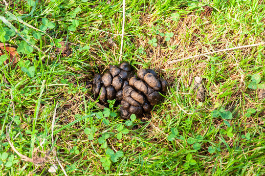 Dung eines Mufflons