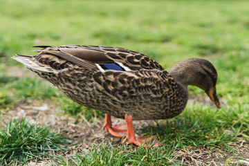 Ducks on a farm