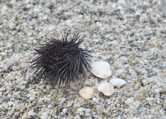 Sea urchin Echinothrix diadema, commonly called diadema urchin or blue-black urchin.