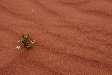 Wind und Schattenspiel im roten Wüstensand des Wadi Rum