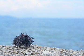 Sea urchin Echinothrix diadema, commonly called diadema urchin or blue-black urchin.