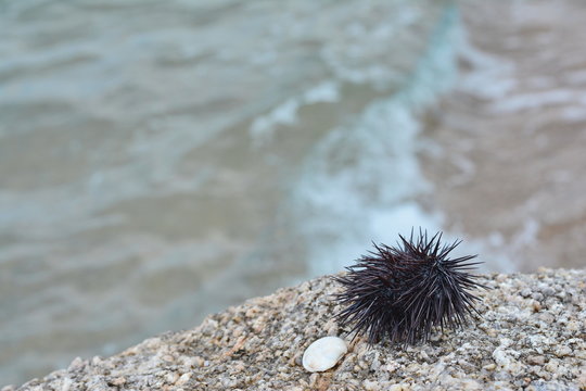 Sea urchin Echinothrix diadema, commonly called diadema urchin or blue-black urchin.