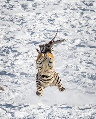 Siberian (Amur) tiger in a jump catches its prey. Very dynamic shot. China. Harbin. Mudanjiang province. Hengdaohezi park. Siberian Tiger Park. Winter. Hard frost. (Panthera tgris altaica)
