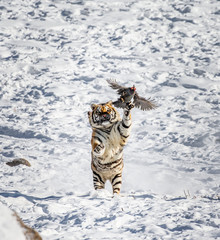 Siberian (Amur) tiger in a jump catches its prey. Very dynamic shot. China. Harbin. Mudanjiang province. Hengdaohezi park. Siberian Tiger Park. Winter. Hard frost. (Panthera tgris altaica)