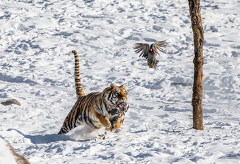 Siberian (Amur) tiger in a jump catches its prey. Very dynamic shot. China. Harbin. Mudanjiang province. Hengdaohezi park. Siberian Tiger Park. Winter. Hard frost. (Panthera tgris altaica)