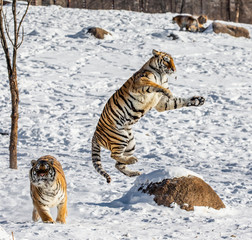 Siberian (Amur) tiger in a jump catches its prey. Very dynamic shot. China. Harbin. Mudanjiang...