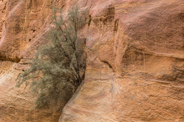 lonely dry tree grow up from sand stone  rocky wall inside desert canyon