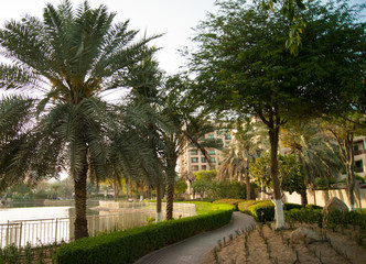 road in the garden by the pond. palm alley. walk by the pond in the fresh air
