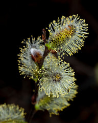 bl&uuml;hende Palmk&auml;tzchen im Fr&uuml;hjahr