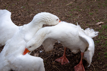Two white geese fighting on a farm