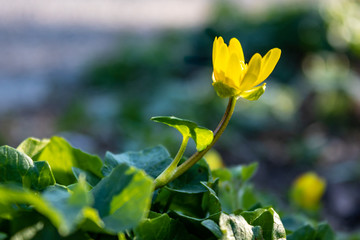 Yellow flower Marigold (Calendula) in spring, close up. Copy space