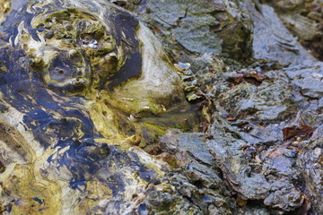 Wood Texture