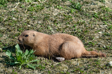 Cane della prateria (americano) in agguato a terra pronto a scattare