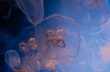 jellyfish