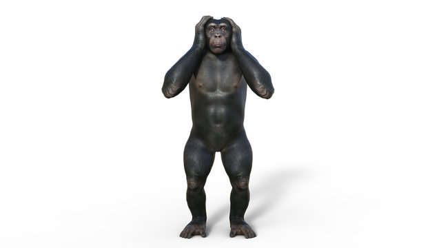 Chimpanzee monkey, primate ape covering ears, wild animal isolated on white background, 3D illustration