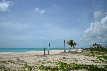 broken palm trees on the island of barbuda