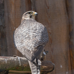 Sakerfalke (Falco cherrug)