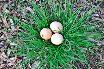 easter eggs on green grass
