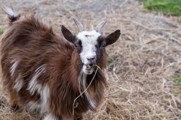 Fototapeta premium Brown Pygmy goat chewing straw