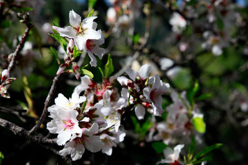 Mandelbaum (Prunus dulcis) - Mandelblüte