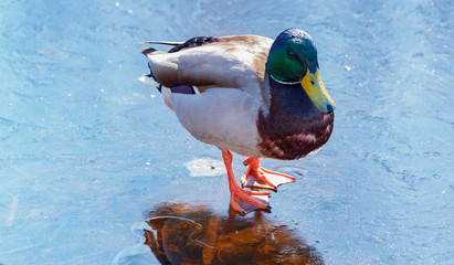 Duck kaczka krzyżówka krajobraz jezioro landscape lake ande  © Dreamnordno