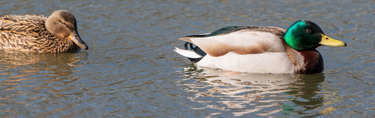 Duck kaczka krzyżówka krajobraz jezioro landscape lake ande  © Dreamnordno