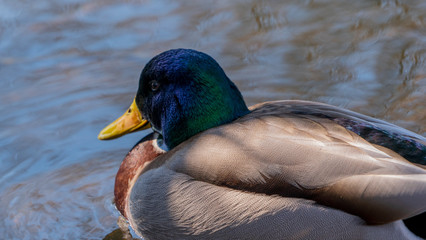 Duck kaczka krzyżówka krajobraz jezioro landscape lake ande	