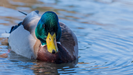 Duck kaczka krzyżówka krajobraz jezioro landscape lake ande  © Dreamnordno