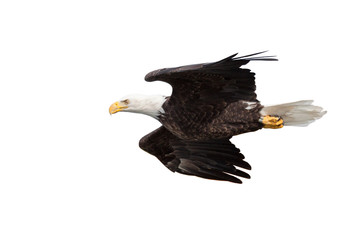 Eagle Glides on White Background