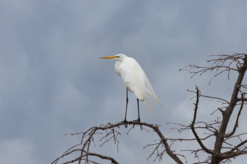 Wind Blown Great Egret