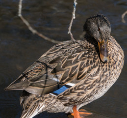 Duck kaczka krzyżówka krajobraz jezioro landscape lake ande  © Dreamnordno