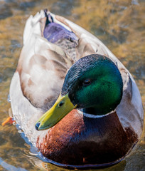 Duck kaczka krzyżówka krajobraz jezioro landscape lake ande  © Dreamnordno