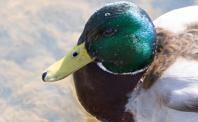 Duck kaczka krzyżówka krajobraz jezioro landscape lake ande  © Dreamnordno