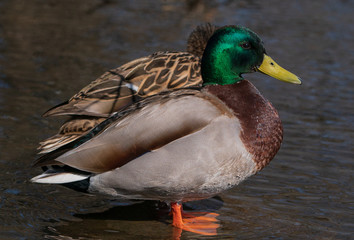 Duck kaczka krzyżówka krajobraz jezioro landscape lake ande  © Dreamnordno