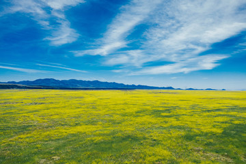 field and blue sky