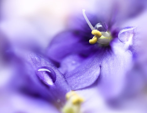 Droplets on violets flowers petals.