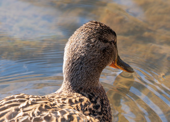 Duck kaczka krzyżówka krajobraz jezioro landscape lake ande  © Dreamnordno