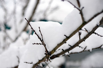 Snow on the branches of a tree. Snowy winter in the forest.