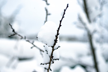 Snow on the branches of a tree. Snowy winter in the forest.