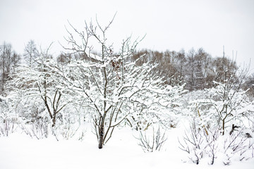 Snow on the branches of a tree. Snowy winter in the forest.