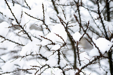 Fototapeta na wymiar Snow on the branches of a tree. Snowy winter in the forest.