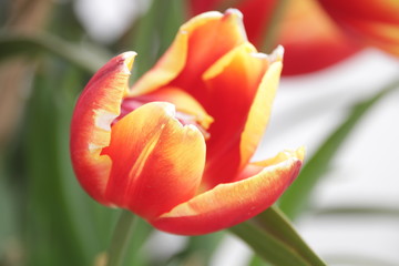 Yellow and Red Tulip Flower is  Blooming in Springtime