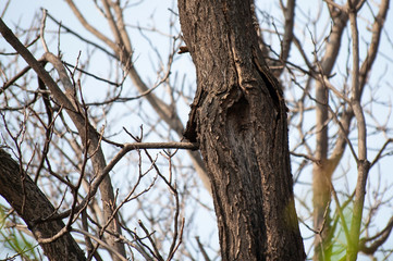 tree with the hole