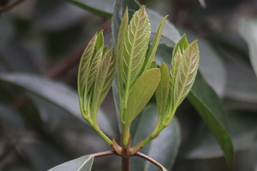 Budding Green Leaves in Spring, New Season is Coming, A Growing Season, A new Circle will Begin