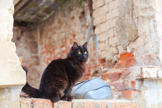 homeless black cat sitting on the ruins of an abandoned house