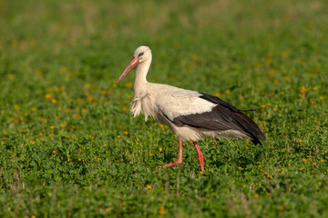 Fototapeta premium Weißstorch auf grüner Wiese mit Löwenzahn