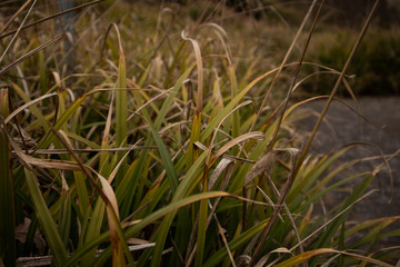 Fototapeta premium Graslandschaft