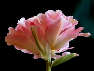 Fototapeta na wymiar Fresh pink rosy beautiful tulip on the black background
