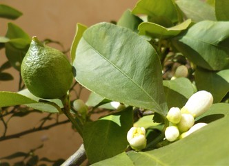 Lemon tree branch growing in an outdoor garden in spring. Closeup of unripe green lemon and flower buds.
